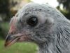 thumb_chick_2_on_the_outside~1.jpg