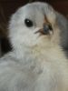 thumb_chick_with_attitude.jpg