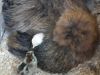 thumb_chickens_023_28640x48029~1.jpg