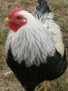 thumb_chickens_for_sale_2013_011~1.jpg