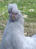 thumb_chook_with_attitude.jpg