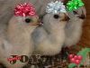 thumb_christmas_chickens.jpg