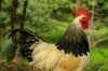 thumb_cockerel_side_on_0.jpg
