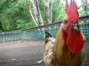 thumb_coco2c_my_rooster.jpg