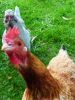 thumb_curiouser_and_curiouser~1.jpg