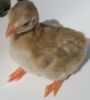 thumb_darkeyedcinnamonpiedkeet3~1.jpg