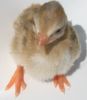 thumb_darkeyedcinnamonpiedkeet4~1.jpg