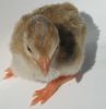 thumb_darkeyedcinnamonpiedkeet_28229~1.jpg