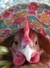 thumb_easter_bonnet_281429.jpg