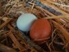 thumb_eggscitement_in_the_nesting_box~1.jpg