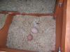 thumb_first_eggs_white_one_was_double_yolk~1.jpg