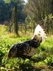 thumb_foraging_in_the_vineyard~1.jpg