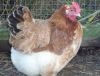 thumb_french_wheaten_marans_hen~1.jpg