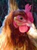 thumb_french_wheaten_marans_up_close~1.jpg