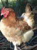 thumb_french_wheaten_marans~1.jpg