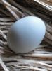 thumb_freshly_laid_araucana_egg~1.jpg