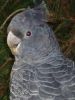 thumb_gang_gang_cockatoo.jpg