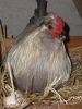 thumb_gender_confused_rooster_sitting_on_eggs~1.jpg