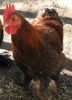thumb_gold_laced_pekin.jpg