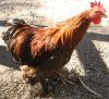 thumb_gold_laced_pekin2.jpg