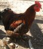 thumb_gold_laced_pekin3.jpg