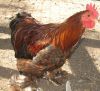 thumb_gold_laced_pekin4.jpg