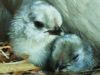 thumb_good_night__little_bro~1.jpg