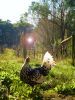 thumb_hamburg_in_the_vineyard~1.jpg