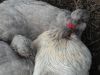 thumb_happiness_is__sharing_a_dust_bath~1.jpg