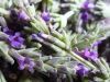 thumb_harvest_of_lavender.jpg