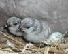 thumb_haven_t_you_hatched_yet_~1.jpg