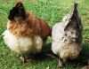 thumb_heads_down2c_tails_up~1.jpg
