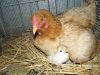 thumb_hen_and_turkey_poult.jpg