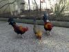 thumb_hybrid_fowl__red_jungle_fowl_x_old_english_game_bantam_x_rose-comb_bantam__03~1.jpg