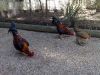 thumb_hybrid_fowl__red_jungle_fowl_x_old_english_game_bantam_x_rose-comb_bantam__04~1.jpg