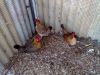 thumb_hybrid_fowl_hens__red_jungle_fowl_x_old_english_game_bantan_x_rose-comb_bantam__02~1.jpg
