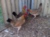 thumb_hybrid_fowl_hens__red_jungle_fowl_x_old_english_game_bantan_x_rose-comb_bantam__04~1.jpg