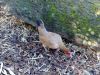 thumb_hybrid_fowl_hens__red_jungle_fowl_x_old_english_game_bantan_x_rose-comb_bantam__06~1.jpg