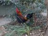thumb_hybrid_fowl_rooster__red_jungle_fowl_x_old_english_game_bantam_x_rose-comb_bantam__02~1.jpg