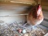 thumb_i_wonder_where_this_blue_egg_comes_from~1.jpg