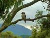 thumb_kookaburra_in_a_gum_tree~1.jpg