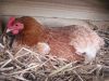thumb_lady_frances_lays_an_egg_photo_1~1.jpg