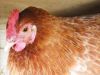 thumb_lady_frances_lays_an_egg_photo_6~1.jpg