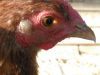 thumb_lady_frances_up_close~1.jpg