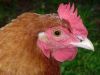 thumb_lady_frances_with_the_fluffy_bottom_and_the_softest_of_feathers_281029~1.jpg