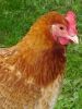 thumb_lady_frances_with_the_fluffy_bottom_and_the_softest_of_feathers_28229~1.jpg