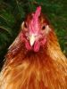 thumb_lady_frances_with_the_fluffy_bottom_and_the_softest_of_feathers_28429~1.jpg