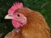 thumb_lady_frances_with_the_fluffy_bottom_and_the_softest_of_feathers_28529~1.jpg