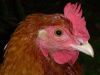 thumb_lady_frances_with_the_fluffy_bottom_and_the_softest_of_feathers_28829~1.jpg