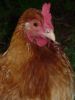 thumb_lady_frances_with_the_fluffy_bottom_and_the_softest_of_feathers_28929~1.jpg
